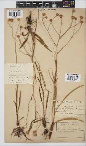 Image result for Senecio striatifolius