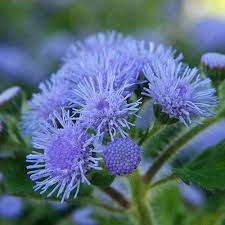 Ageratum Blue Flower Seeds Ageratum Mexicanum Blue 200 Seeds Sementes De Flores Plantio De Arvores Flores Setembro