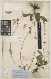 Image result for Platostoma strictum