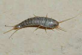 Maybe you would like to learn more about one of these? What Insect Is This Garden University Of Minnesota Extension