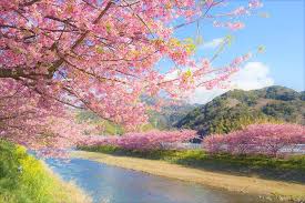 Maybe you would like to learn more about one of these? Update Catat Tanggalnya Waktu Dan Tempat Terbaik Bunga Sakura Mekar Di Jepang 2020 Paket Wisata Tour Ke Jepang Semakin Murah Dan Mudah