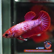 Pin On Beautiful Betta Fish