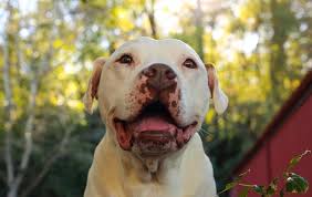 Raleigh company info pupcity.com po box 15124 1316 commerce dr, new bern, nc 28562 email us. Dog Foster Care Brother Wolf Asheville Nc