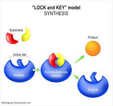 Enzyme Mechanisms