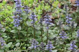 Image result for Ajuga