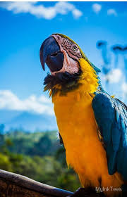 Bird With Colorful Beak Colorful Parrot Iphone Case By Myinktees In 2020 Parrot Pet Birds Macaw