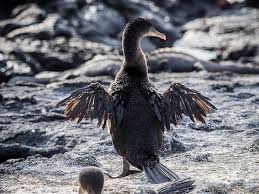 Birds That Cant Fly Pin On Feathered Things