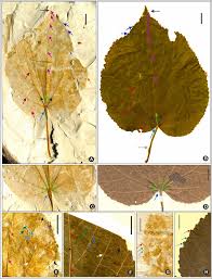 Image result for Eriolaena rulkensii