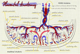 umbilical cord blood gases normal values babymed com