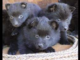 Deborah Kunic In San Miguel Ca On American Kennel Club Marketplace Schipperke Puppies Puppies Puppies For Sale