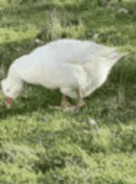 But it's not that canada geese are anymore aggressive or testy than other birds, it's because they nest near us and have a blooming population. Goose Attack Gifs Tenor