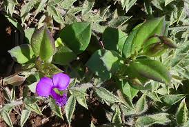 Image result for Polygala transvaalensis