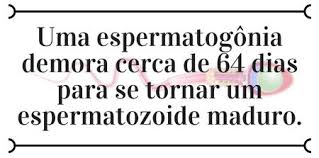 Espermatozoide Biologia Net