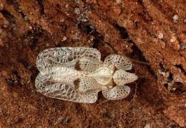 Maybe you would like to learn more about one of these? Tigrul De Platan Insecta Care Face Ravagii In Romania Cum Scapi De Muscatura Ei