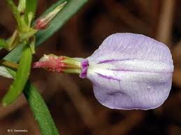 Image result for Afrohybanthus enneaspermus