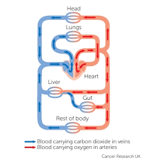There is another vein chylomicrons carry the fat droplets from the gut wall, through portal circulation to the liver. Cancer The Blood And Circulation Cancer Research Uk