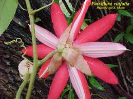 Image result for Passiflora vitifolia