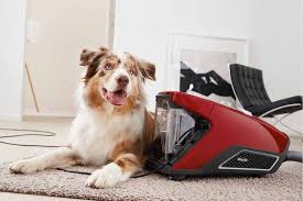 If they get muddy they should be allowed to dry and then brushed to remove debris in ears: Miele Blizzard Cx1 Cat Dog Powerline Review Trusted Reviews