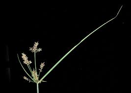 Image result for Cyperus latifolius