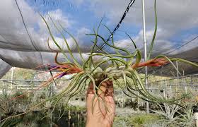 Image result for Bulbostylis clarkeana