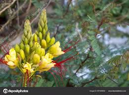 Image result for Erythrostemon gilliesii