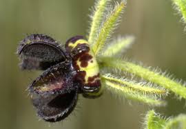 Image result for Ceropegia zambesiaca
