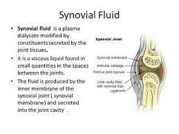 Synovial Fluid Synovial Fluid Is A Plasma Dialysate Modified By Constituents Secreted By The Joint Tissues It Is A V Synovial Fluid Synovial Joint Joint Fluid