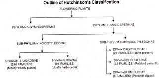 Classification Of Angiosperms Explained With Diagram