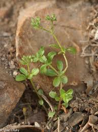 Image result for Polycarpon tetraphyllum