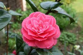 Camellia Root Rot
