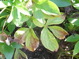 Leaf spot and blight disease of tree peony (paeonia suffruticosa andr.) was found in an apartment garden in daegu in may 2003 the causal organism was identified as phytophthora cactorum (leb. What S Wrong With My Plant Garden University Of Minnesota Extension
