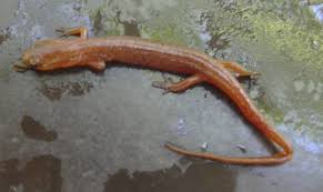 Image result for Eulophia arenicola