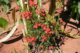 Image result for Striga asiatica