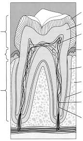 Along with its review of the human body from microscopic to macroscopic levels, the workbook also includes clinically oriented activities. Https Apchute Com Ap2chap Anatomydigestive Pdf