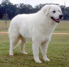 A kuvasz kutya fajta bemutató! Kuvasz Fun Facts And Crate Size Pet Crates Direct