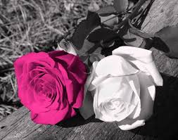 Black White Pink Rose Flower Nature Photogrpahy Wall Art Picture In Pink Gray Purple Wall Art Photography Wall Art Beautiful Flowers Images