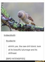 Ahhhh Yes The Rare Drill Bbird Look At Its Beautiful Plumage And Its Drillhead Bird Intensifies Ifunny Tumblr Funny Cute Funny Animals Funny Animals