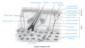 Fungsi Kulit Dan Penyakit Pada Kulit Manusia Alasan Mengapa Manusia Berkeringat