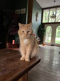 Tink the king : r/orangecats