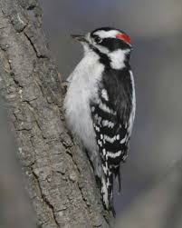 Spotted Bird With Red Patch On Back Of Head Downy Woodpecker The Smallest Woodpecker In North America Common And Widespread Although It Avoids The A Downy Woodpecker Woodpecker Backyard Birds Feeders