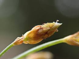 Image result for Fimbristylis quinquangularis