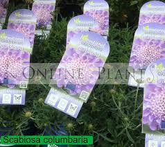 Image result for Scabiosa col.`Butterfly Blue`
