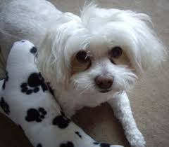 Rising terrain in the foothills of the los padres national forest with. Valley View Dog Breeders Customer Testimonials