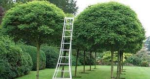 More trees = higher price. Estimated Cost Of Tree Pruning And Trimming
