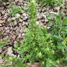 Image result for Amaranthaceae