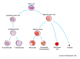 What Is Acute Lymphoblastic Leukaemia All Cancer Research Uk