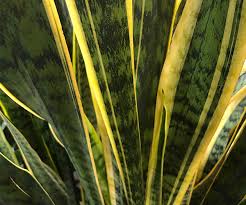 Stemless plants are hardy and easy to grow. All About Sansevieria The Good Earth Garden Center