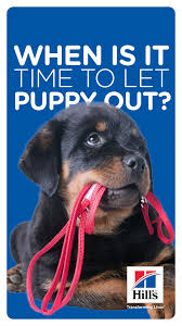 When Can Puppies Go Outside Hill S Pet Puppies Puppy Development Cat Parenting
