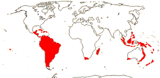 Image result for Huaceae