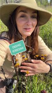 Verbesina chapmanii: A Unique Florida Endemic